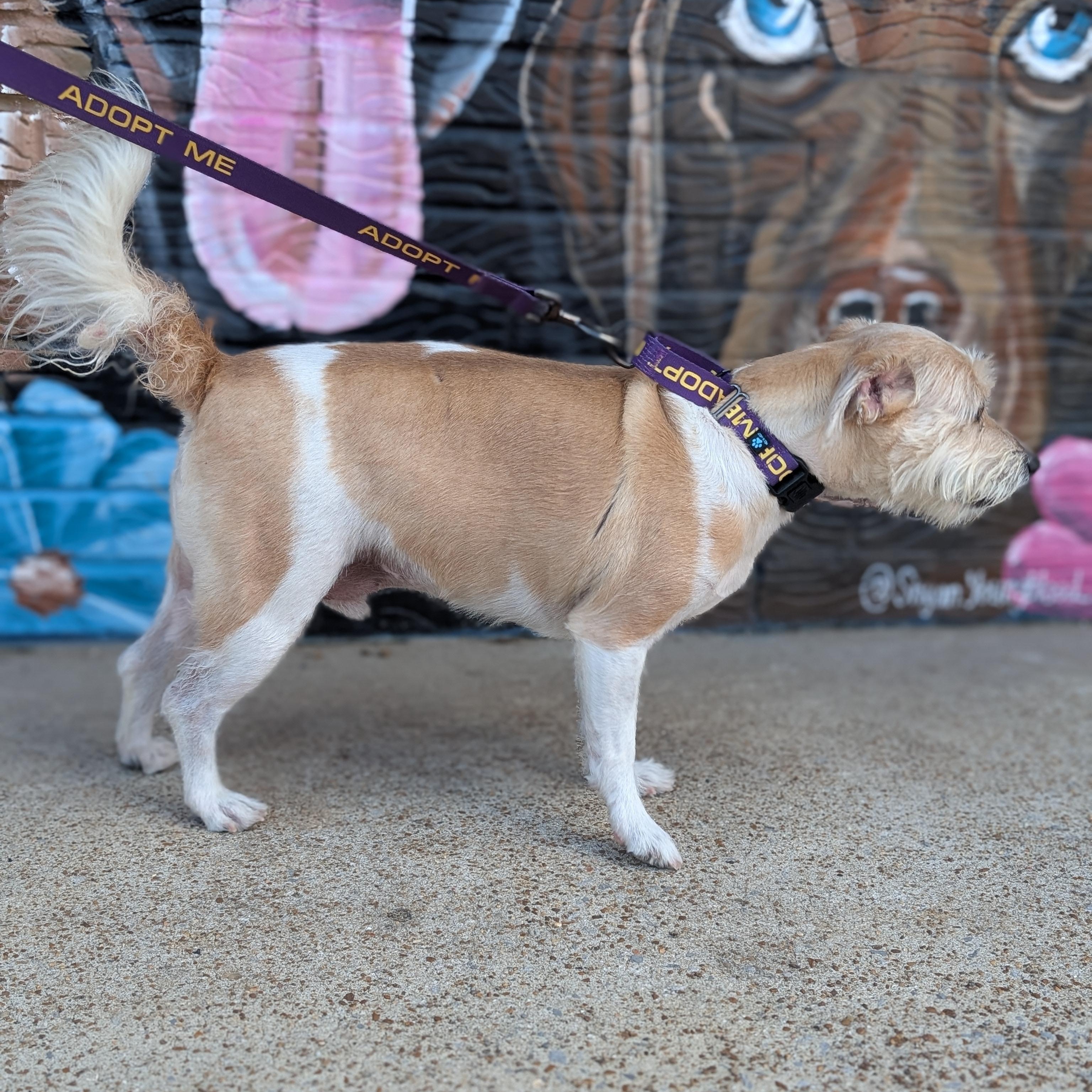 Enlarge Jasper, a Adoptable mixed breed in Joppa, AL image 3/3