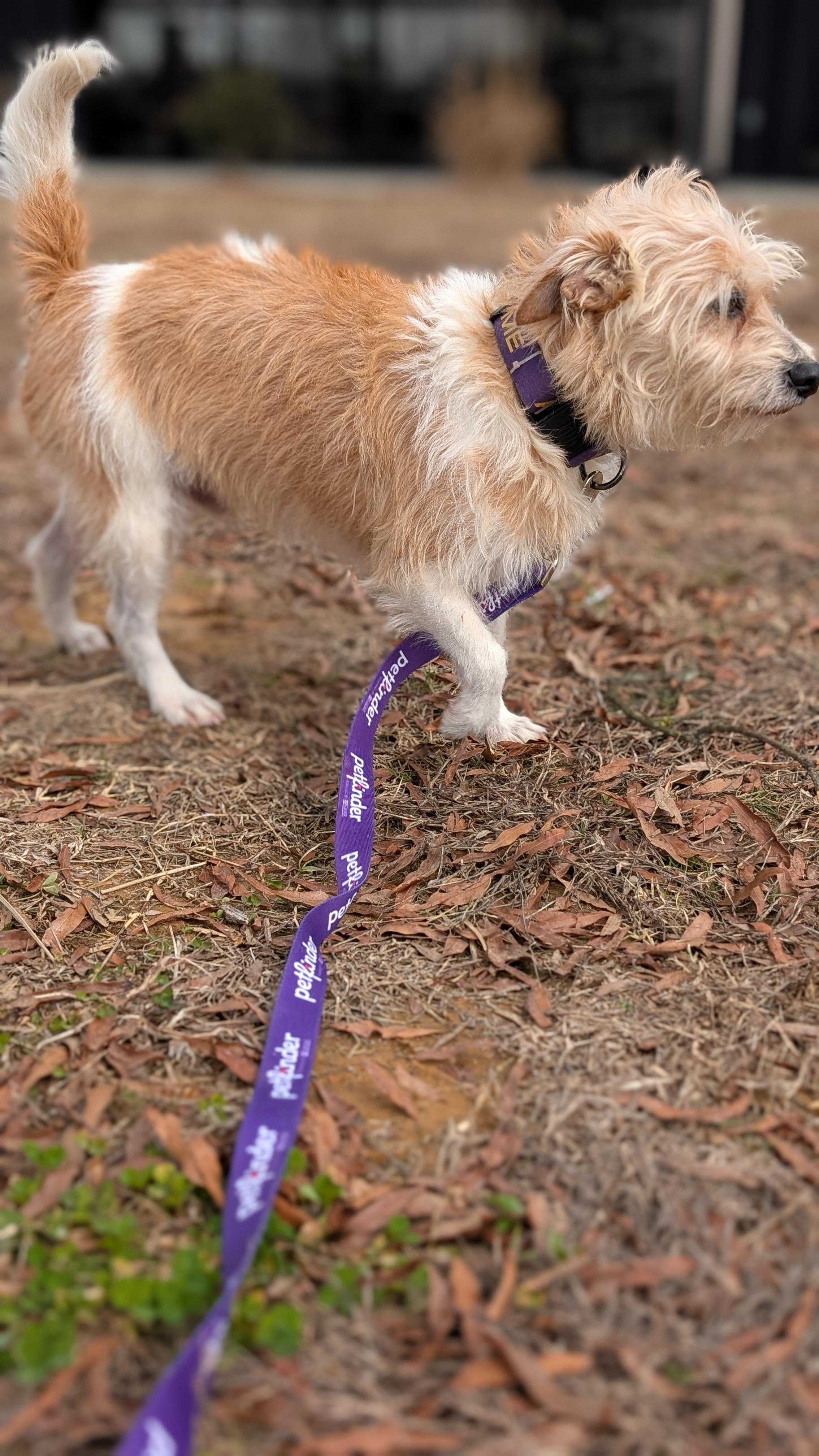 Enlarge Jasper, a Adoptable mixed breed in Joppa, AL image 2/5
