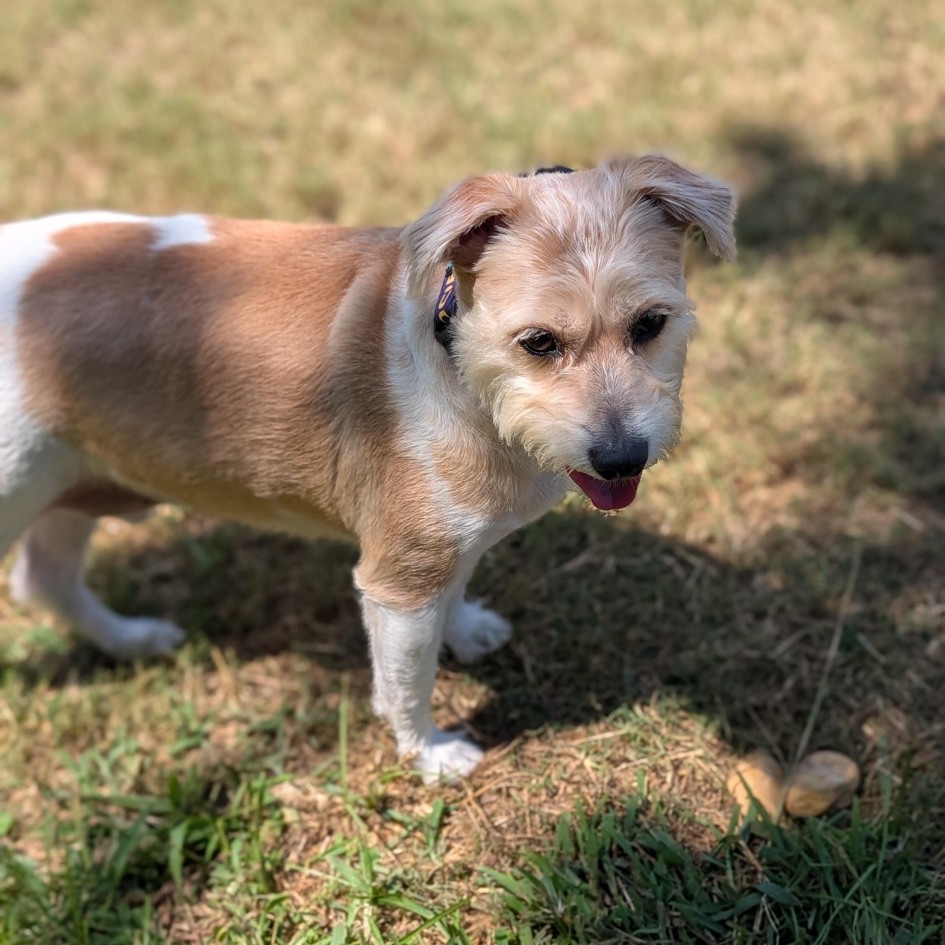 Jasper, Adoptable, Adult Male Beagle & Shih Tzu.