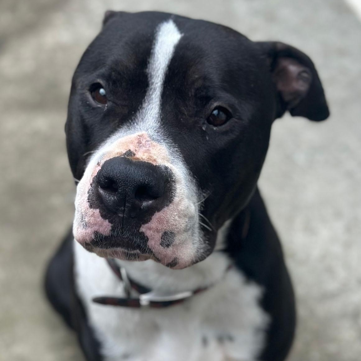 Enlarge Cooper, a Adoptable mixed breed in Los Gatos , CA image 1/6