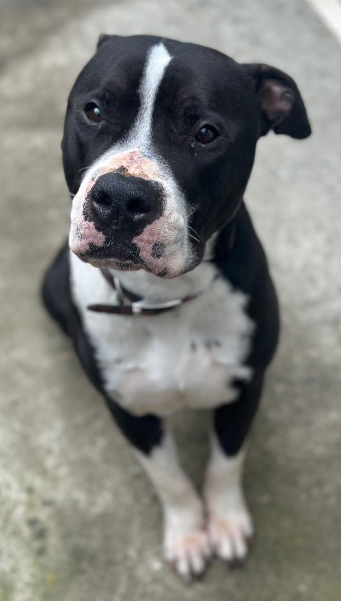 Enlarge Cooper, a Adoptable mixed breed in Los Gatos , CA image 1/5