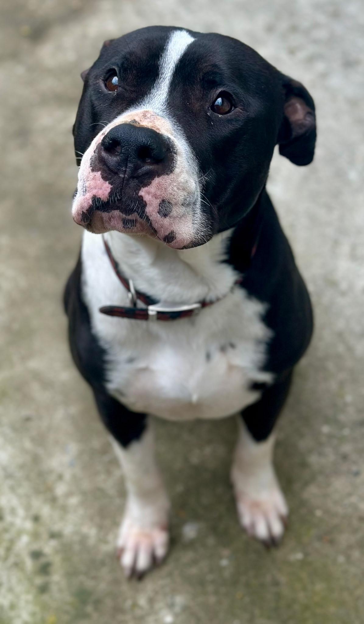 Enlarge Cooper, a Adoptable mixed breed in Los Gatos , CA image 2/5