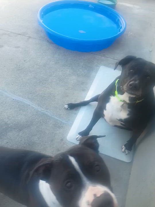 Enlarge Cooper, a Adoptable mixed breed in Los Gatos , CA video 5/5