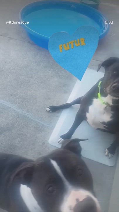 Enlarge Cooper, a Adoptable mixed breed in Los Gatos , CA video 6/6