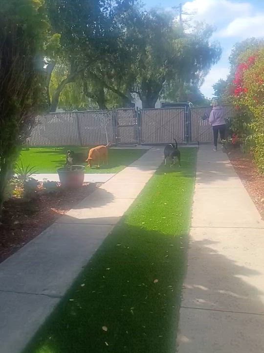 Enlarge Cooper, a Adoptable mixed breed in Los Gatos , CA video 3/5