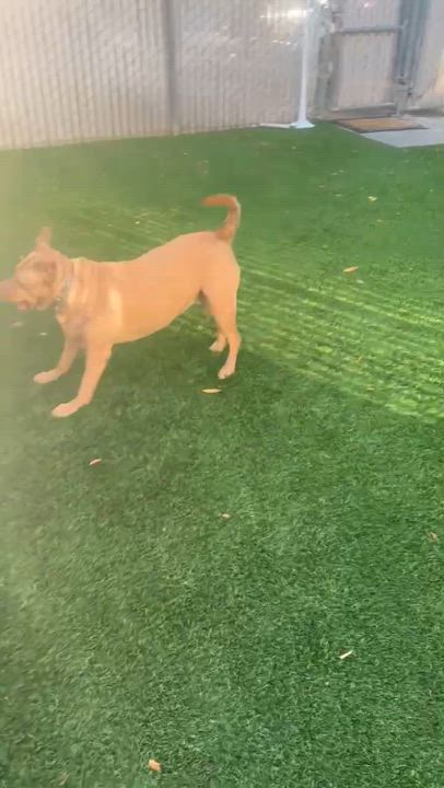 Enlarge Cooper, a Adoptable mixed breed in Los Gatos , CA video 4/5