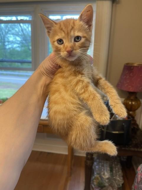 Miso, adopted, Young Male Domestic Short Hair.