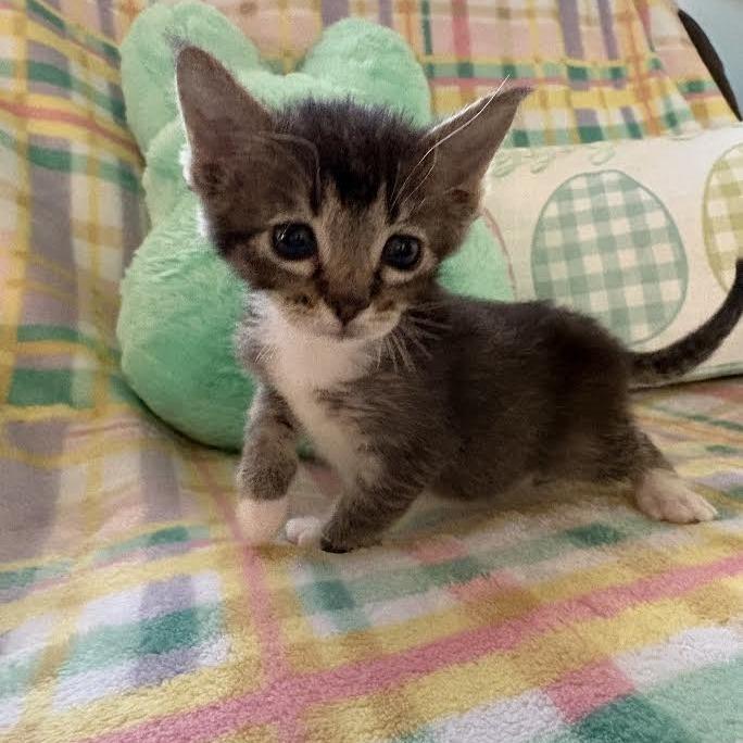 Dorthea, Adoptable, Kitten Female Domestic Short Hair.