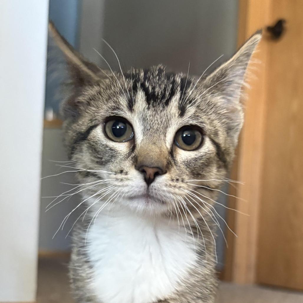 Enlarge Dorthea, a Adoptable Domestic Short Hair in Chaska, MN image 2/3