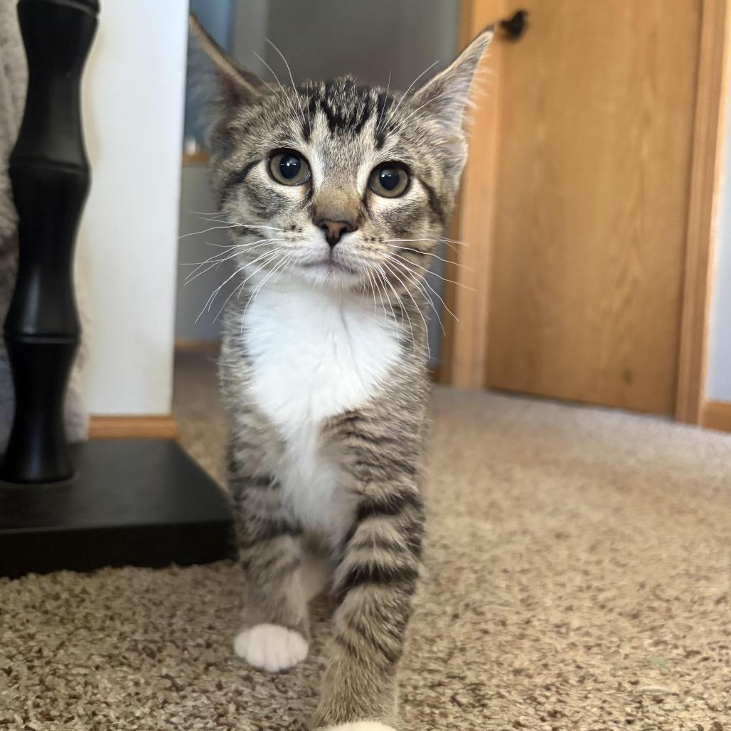 Enlarge Dorthea, a Adoptable Domestic Short Hair in Chaska, MN image 3/3