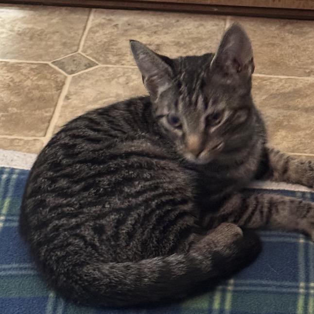 Enlarge Finley, a Adoptable Tiger in Andover, CT image 3/3