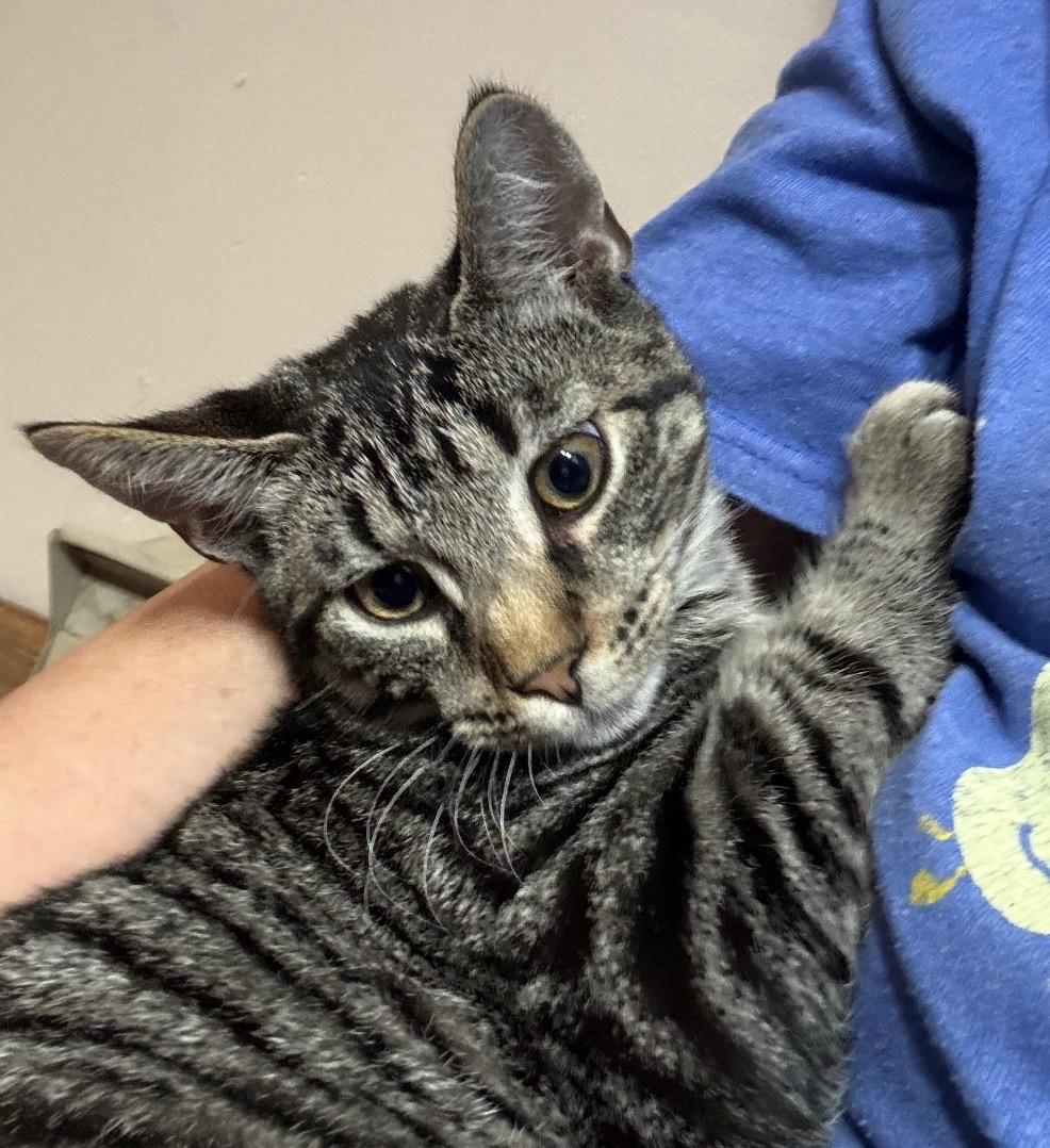 Enlarge Finley, a Adoptable Tiger in Andover, CT image 2/3