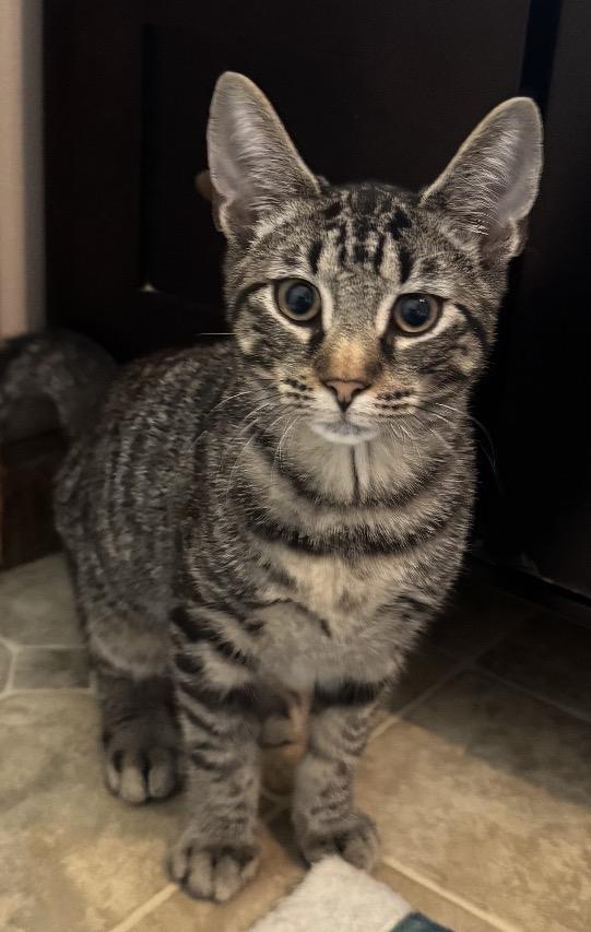Finley, Adoptable, Young Male Tiger.