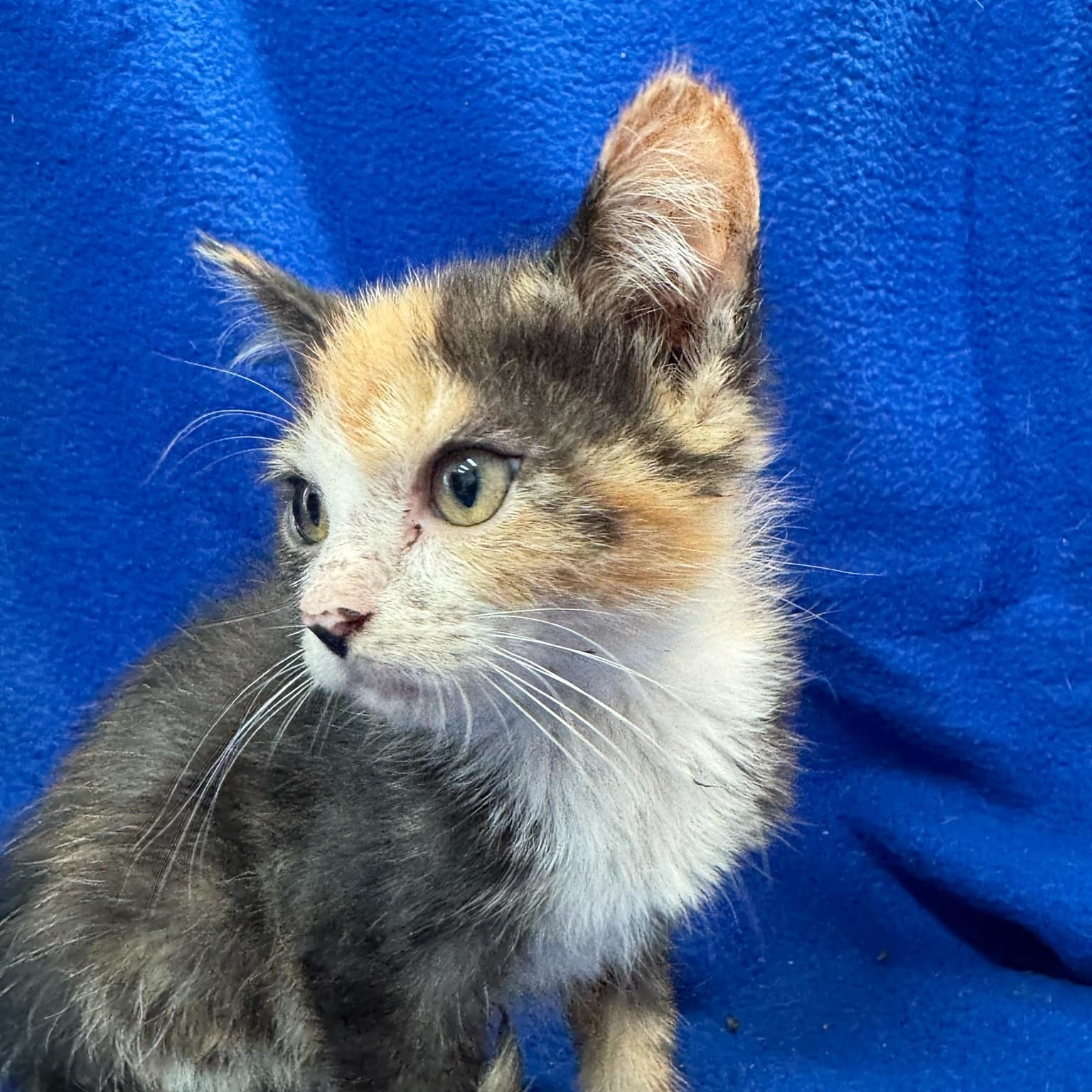 Cat for adoption Rainbow Dash Adoption Pending, a Domestic Medium Hair in Waterloo, IA