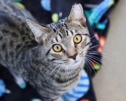 Lance, Adoptable, Adult Male Domestic Short Hair.
