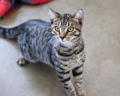 Lance, a Adoptable Domestic Short Hair in West Seneca, NY image 2/3