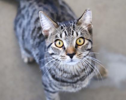Lance, a Adoptable Domestic Short Hair in West Seneca, NY image 3/3
