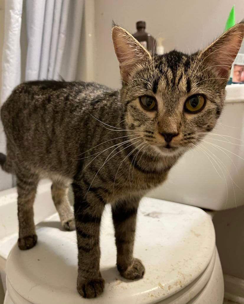 Longitude, Adoptable, Young Female Domestic Short Hair.