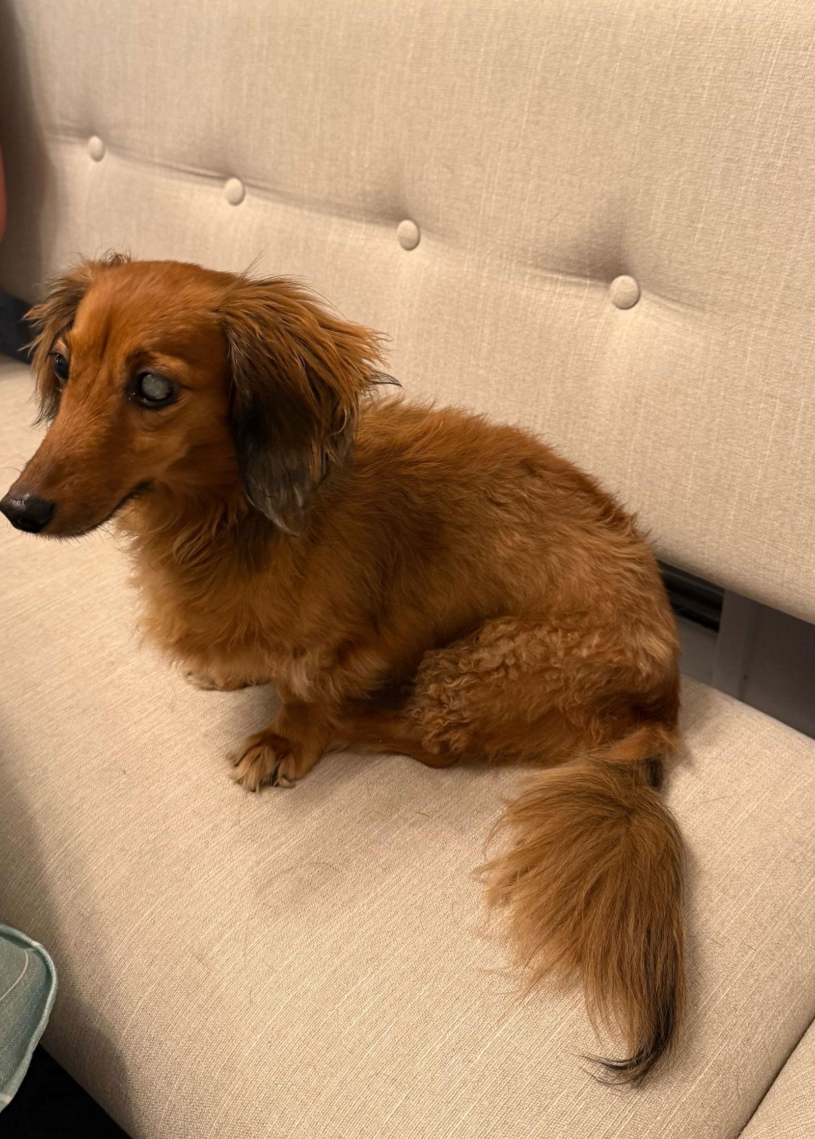 Cookie, Adopted, Adult Female Dachshund.