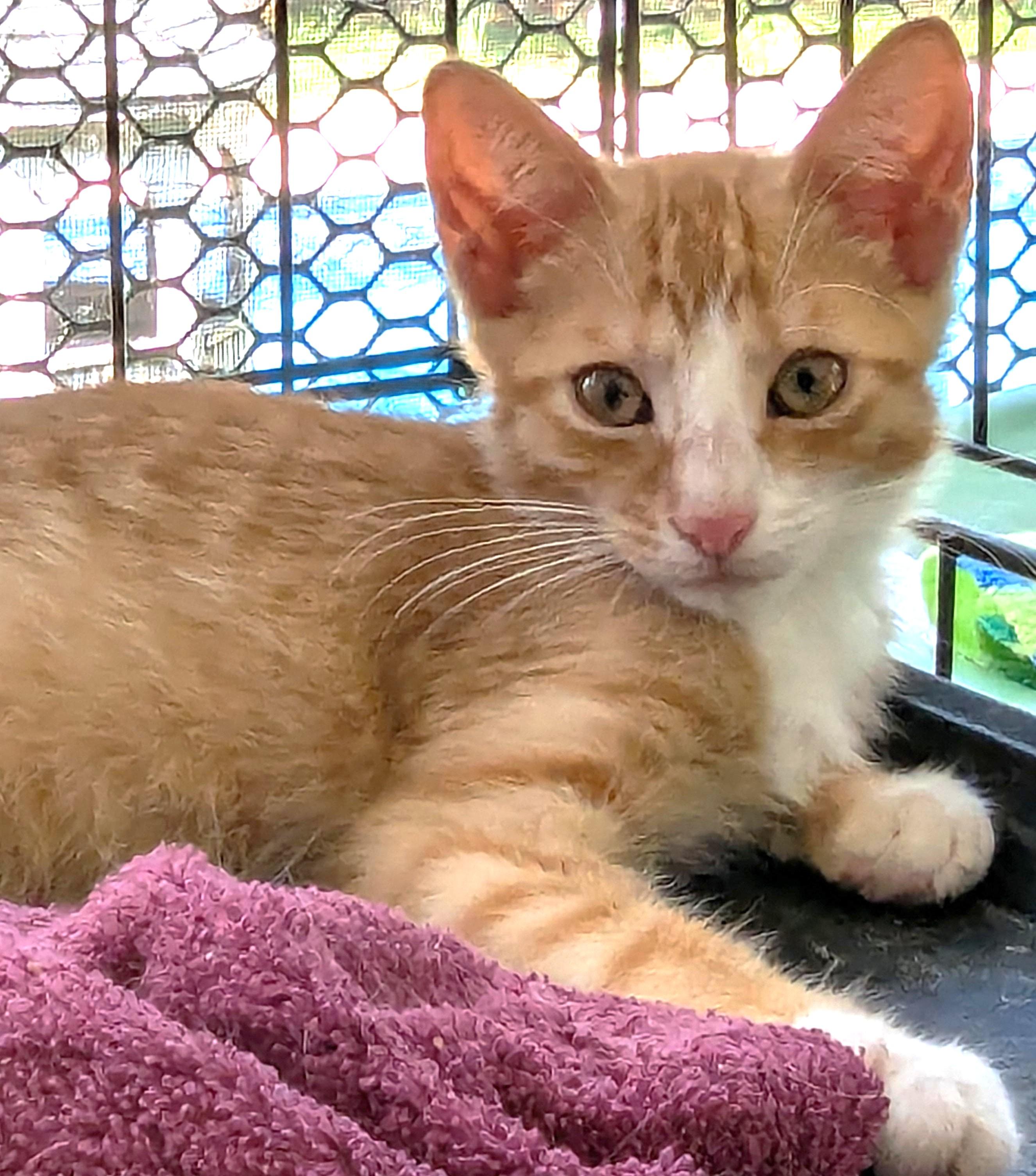 Enlarge Catsby, a ADOPTABLE Tabby in Jamaica Plain, MA image 1/1