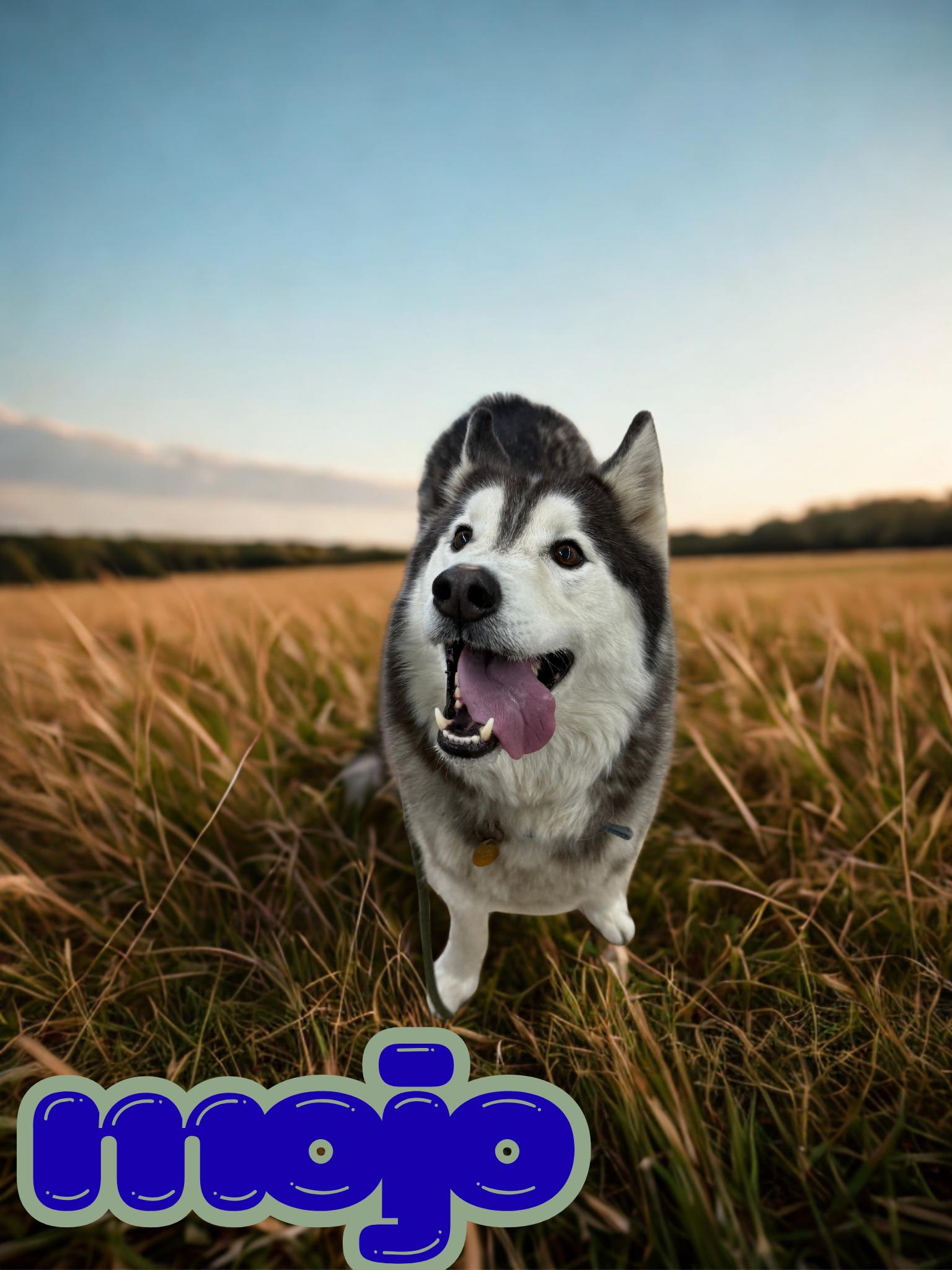 Mojo, adopted, Senior Male Husky.
