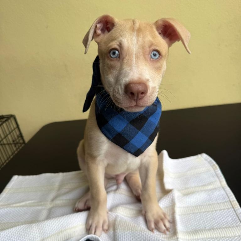 Duke, Adoptable, Young Male Chocolate Labrador Retriever.