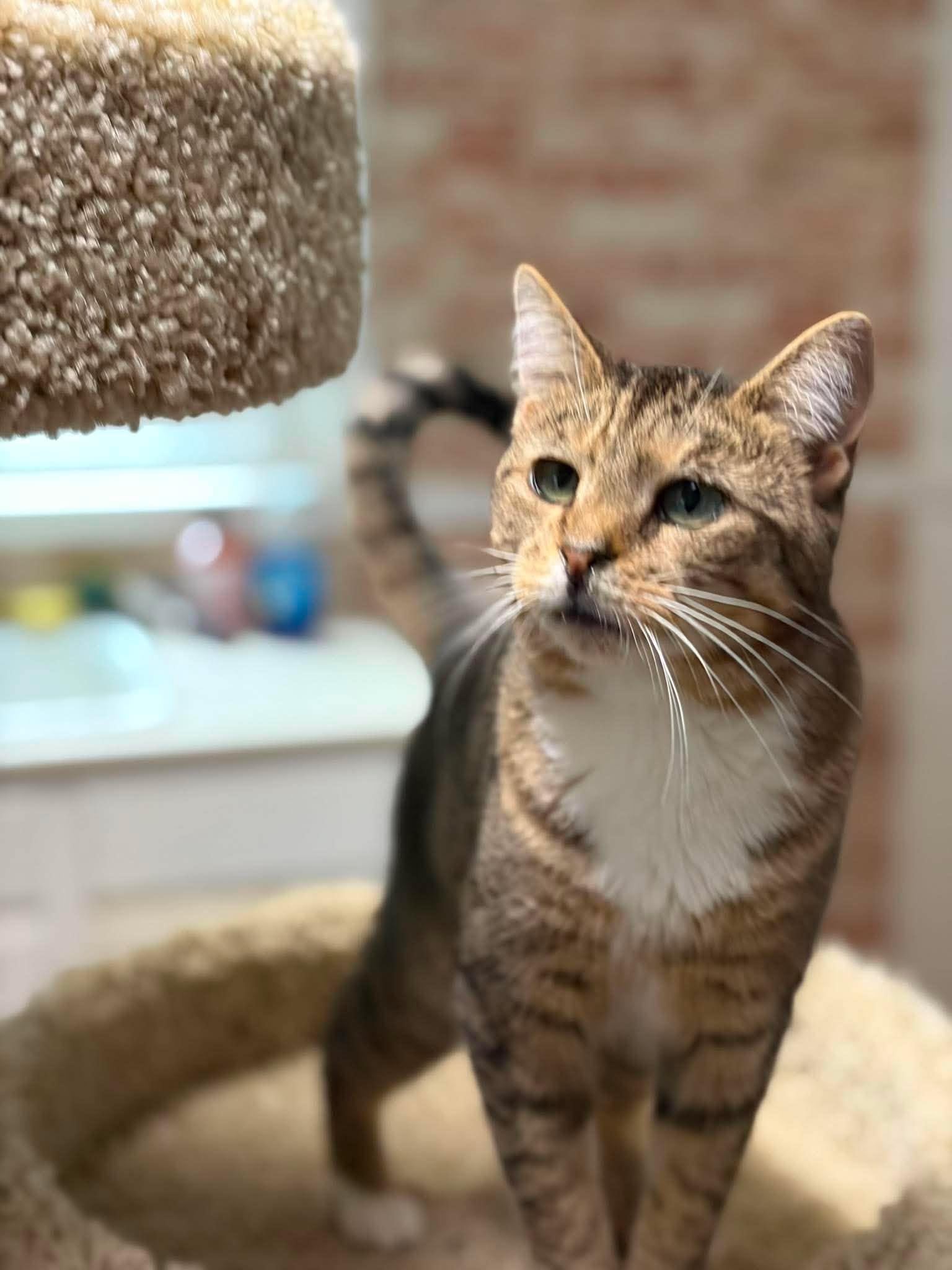 Enlarge Cate (kitten), a ADOPTABLE Tabby in Huntington, NY image 5/5