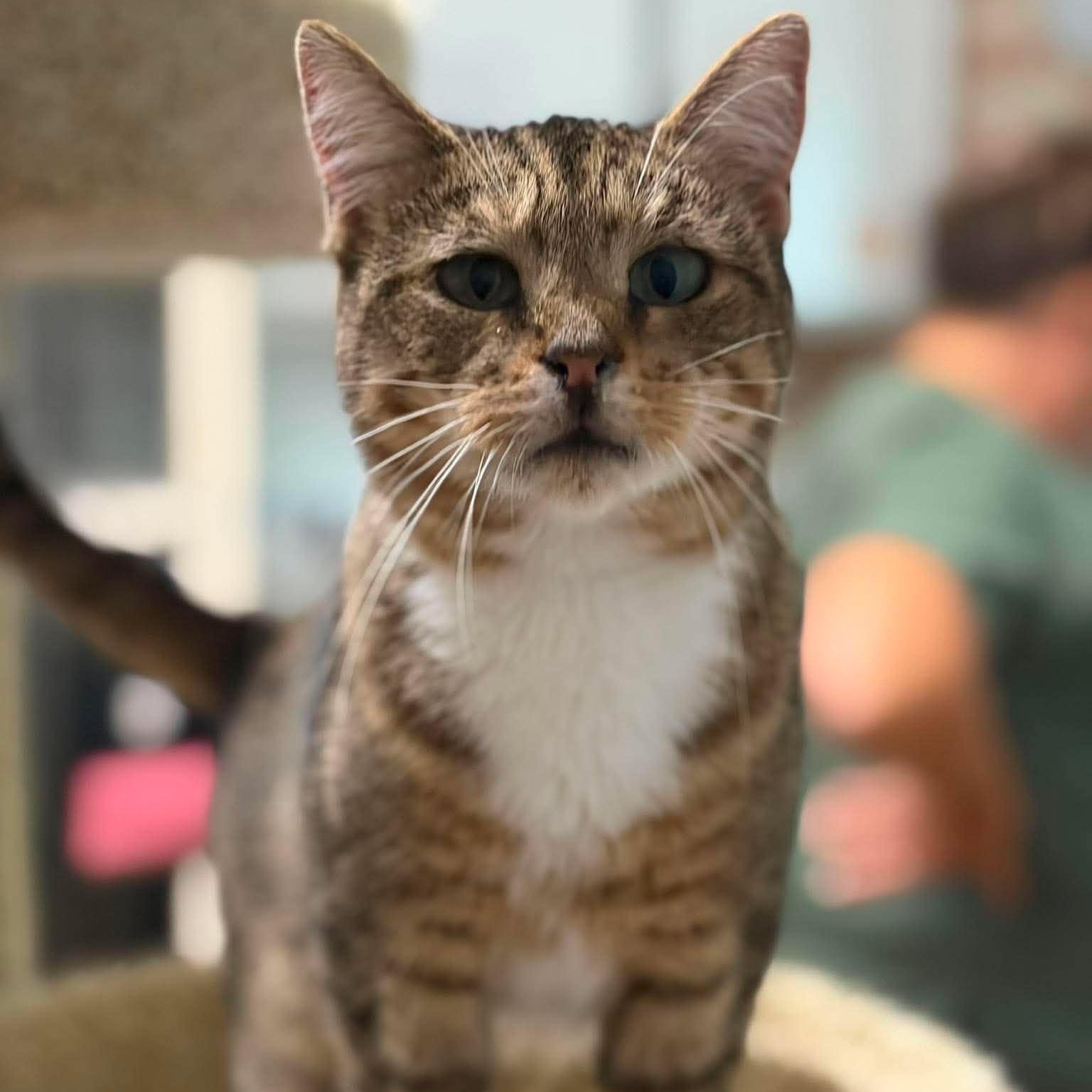 Enlarge Cate (kitten), a ADOPTABLE Tabby in Huntington, NY image 1/5