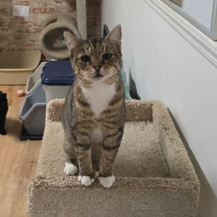 Enlarge Cate (kitten), a ADOPTABLE Tabby in Huntington, NY image 2/5
