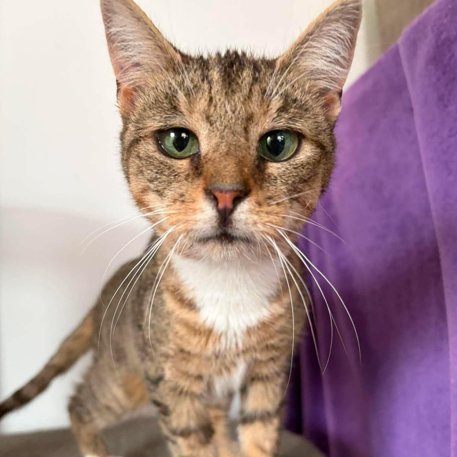 Enlarge Cate (kitten), a ADOPTABLE Tabby in Huntington, NY image 3/5