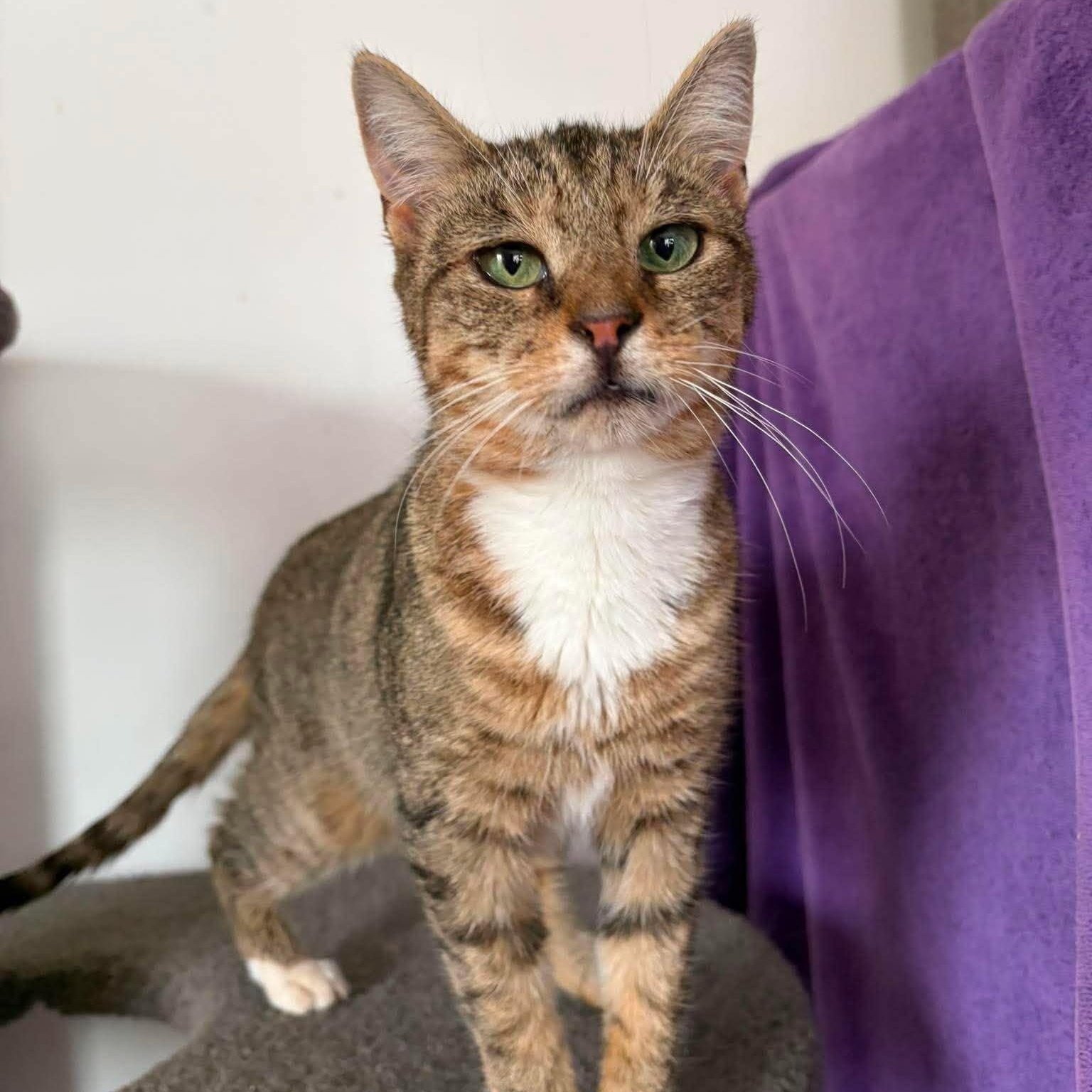 Enlarge Cate (kitten), a ADOPTABLE Tabby in Huntington, NY image 4/5