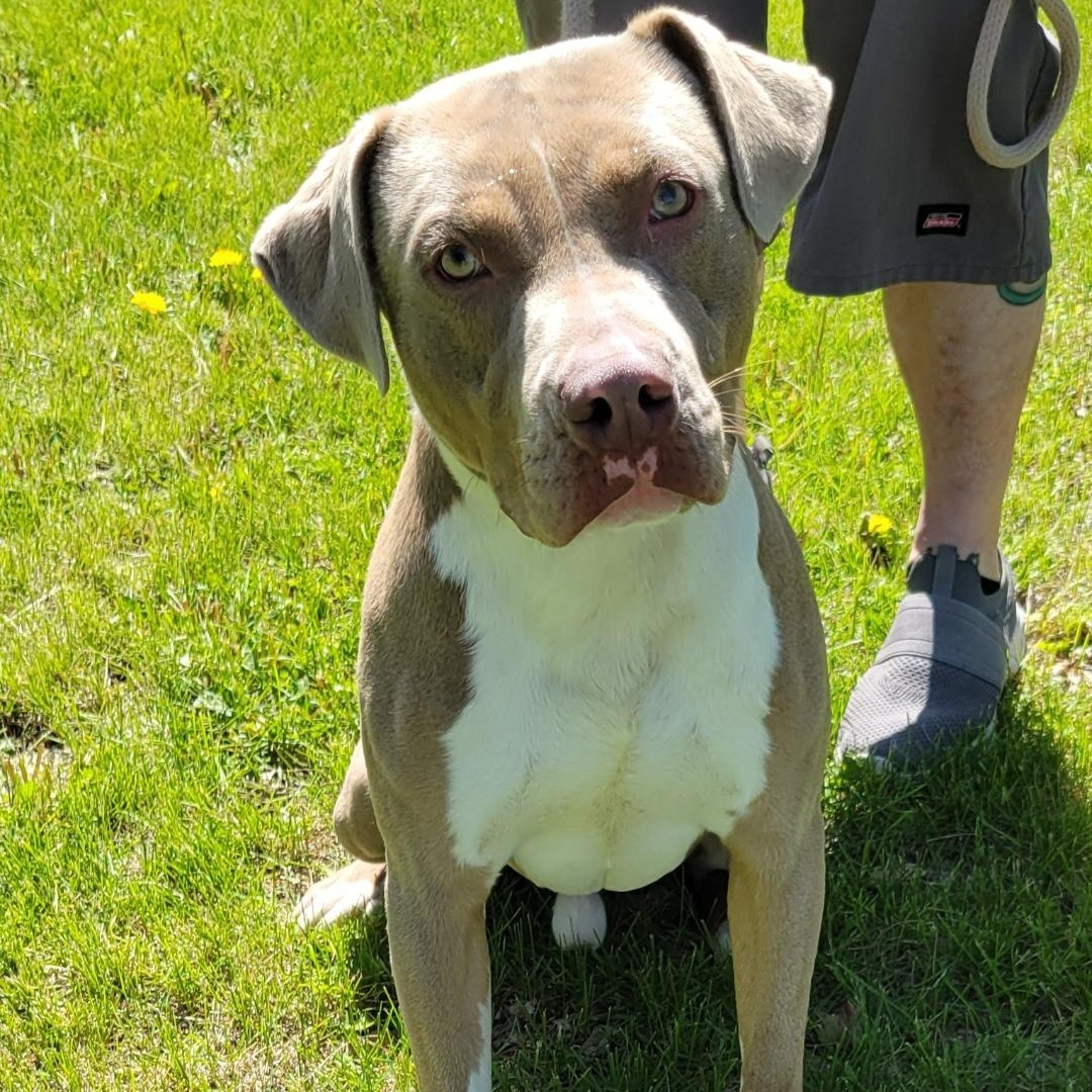 Enlarge Axel, a ADOPTABLE mixed breed in Lincoln, IL image 1/2