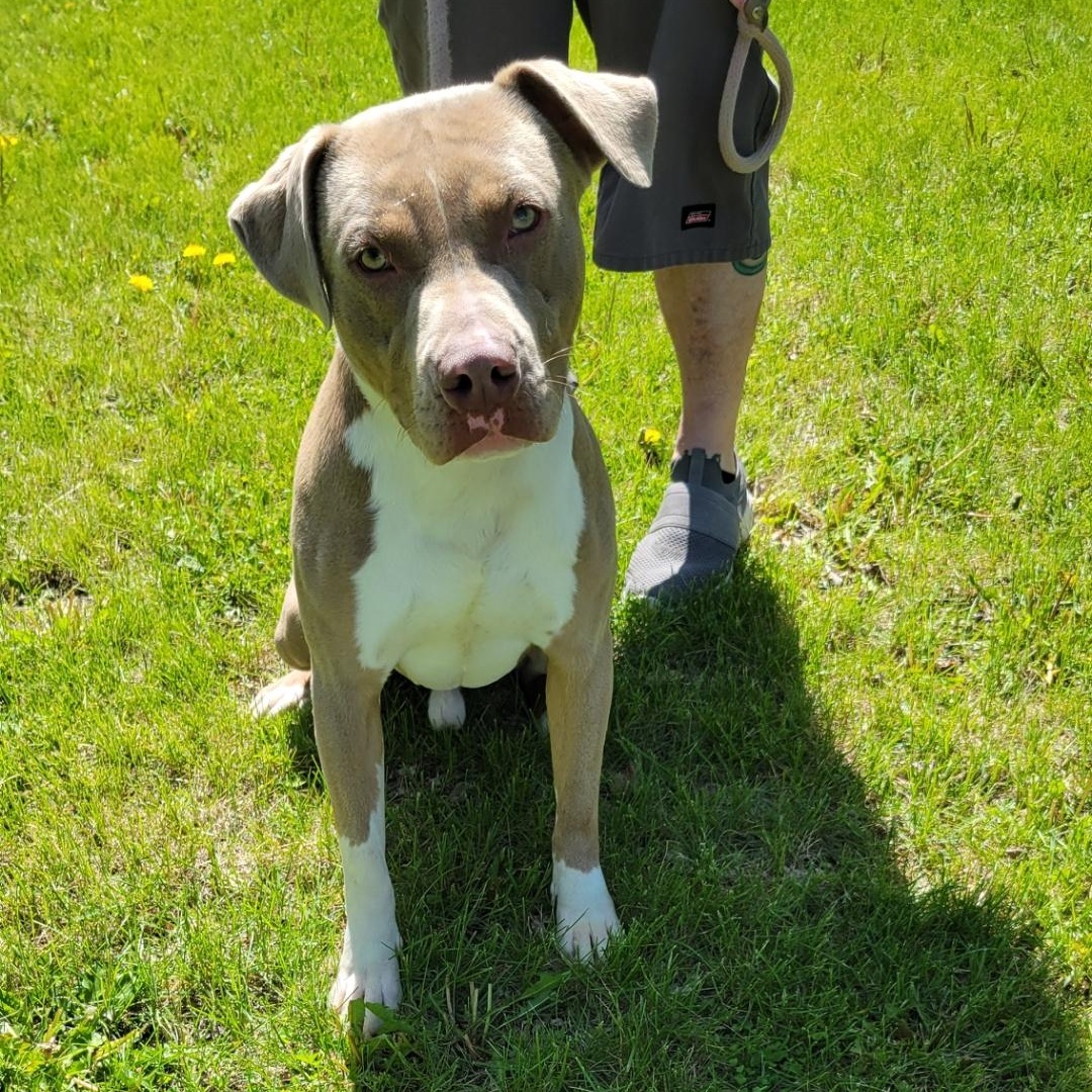 Enlarge Axel, a ADOPTABLE mixed breed in Lincoln, IL image 2/2