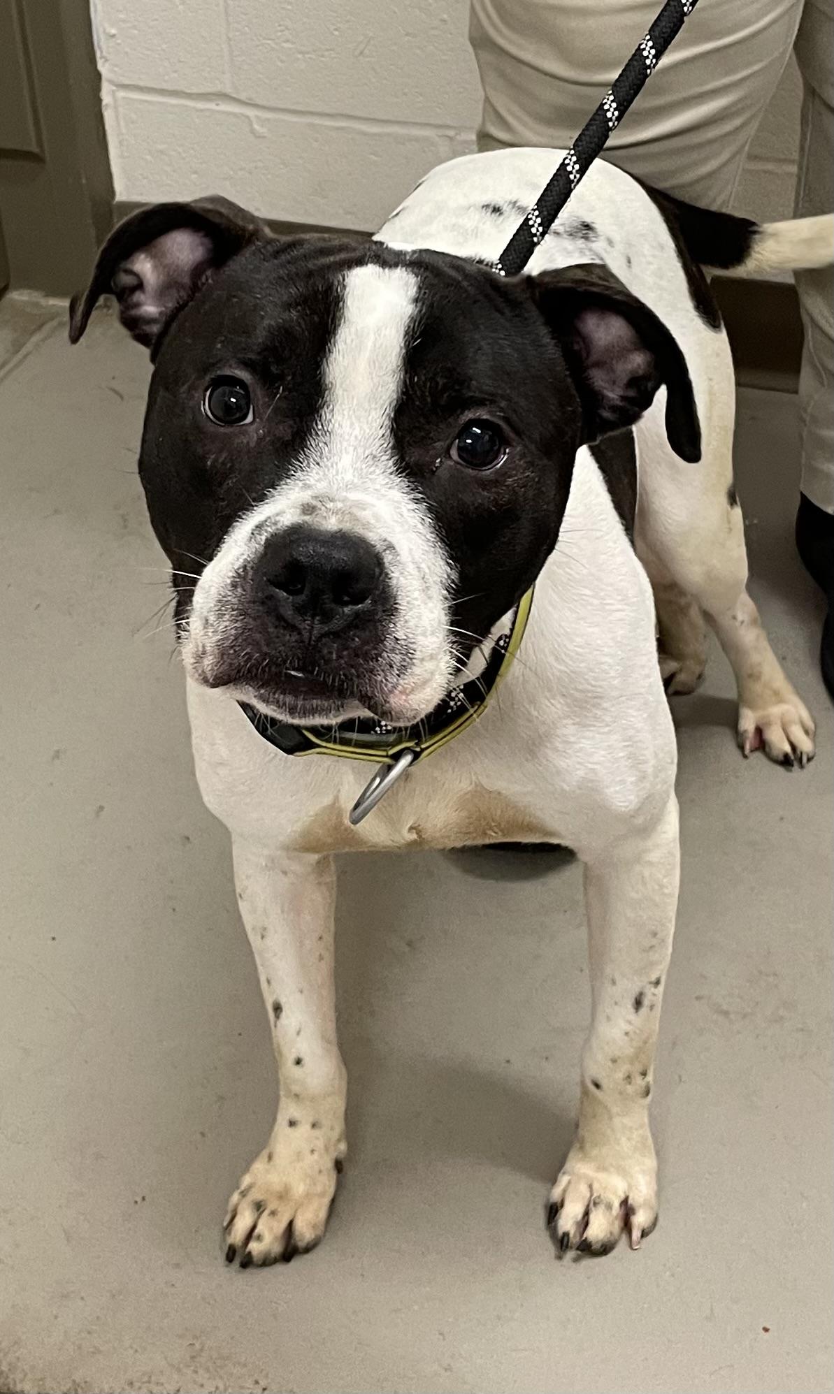 Ryan AVAILABLE, Adult Male American Staffordshire Terrier