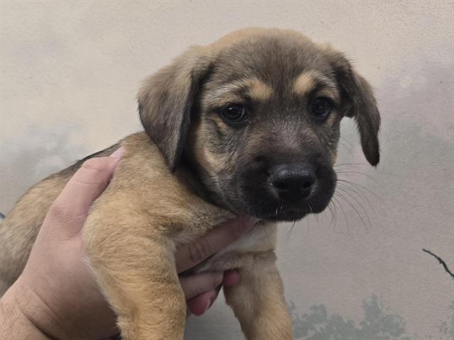Enlarge IVY, a Adoptable Shepherd in Palo Alto, CA image 1/1