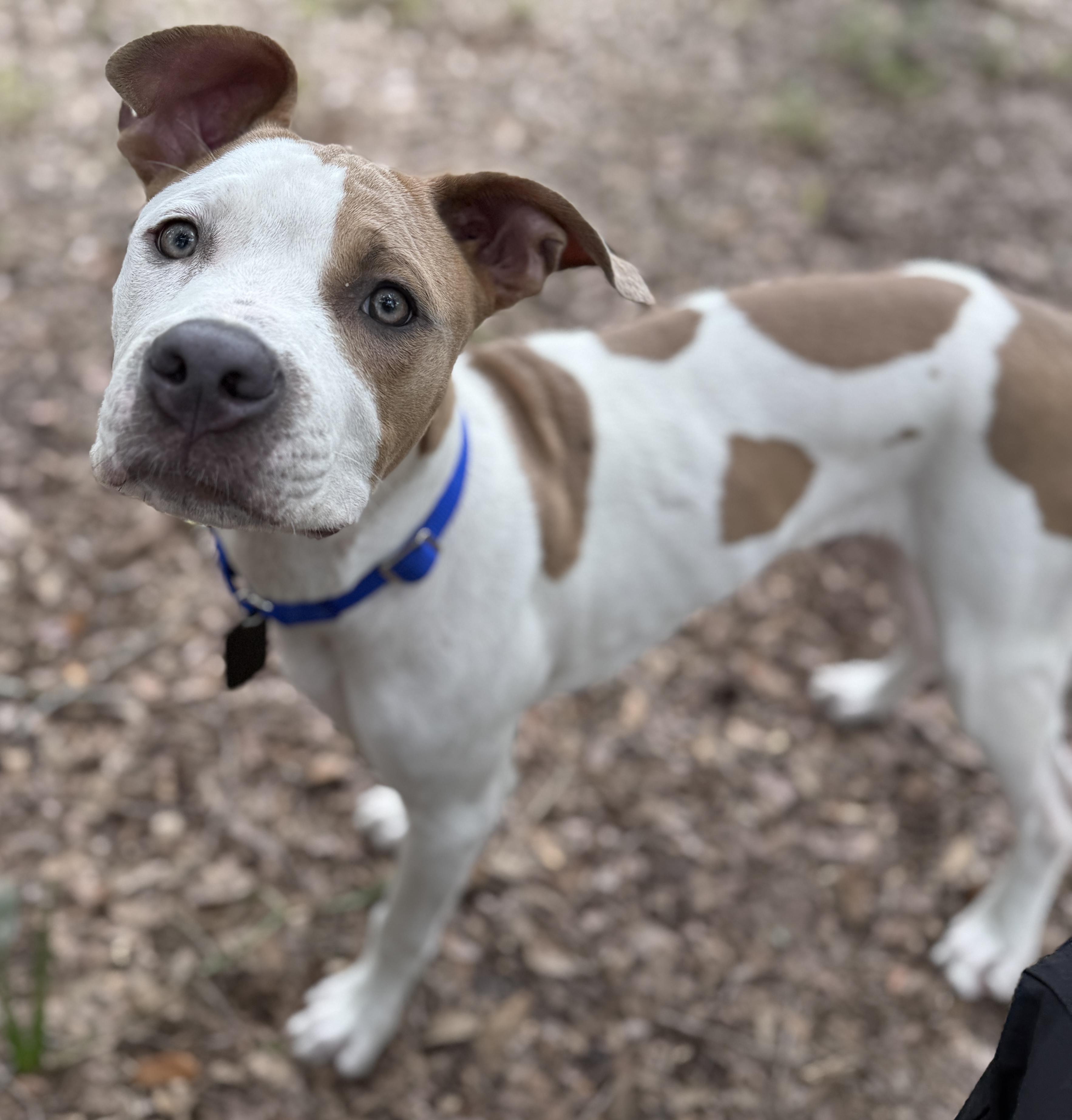 Enlarge Dutch, a Adopted American Staffordshire Terrier in Deltona, FL image 5/5