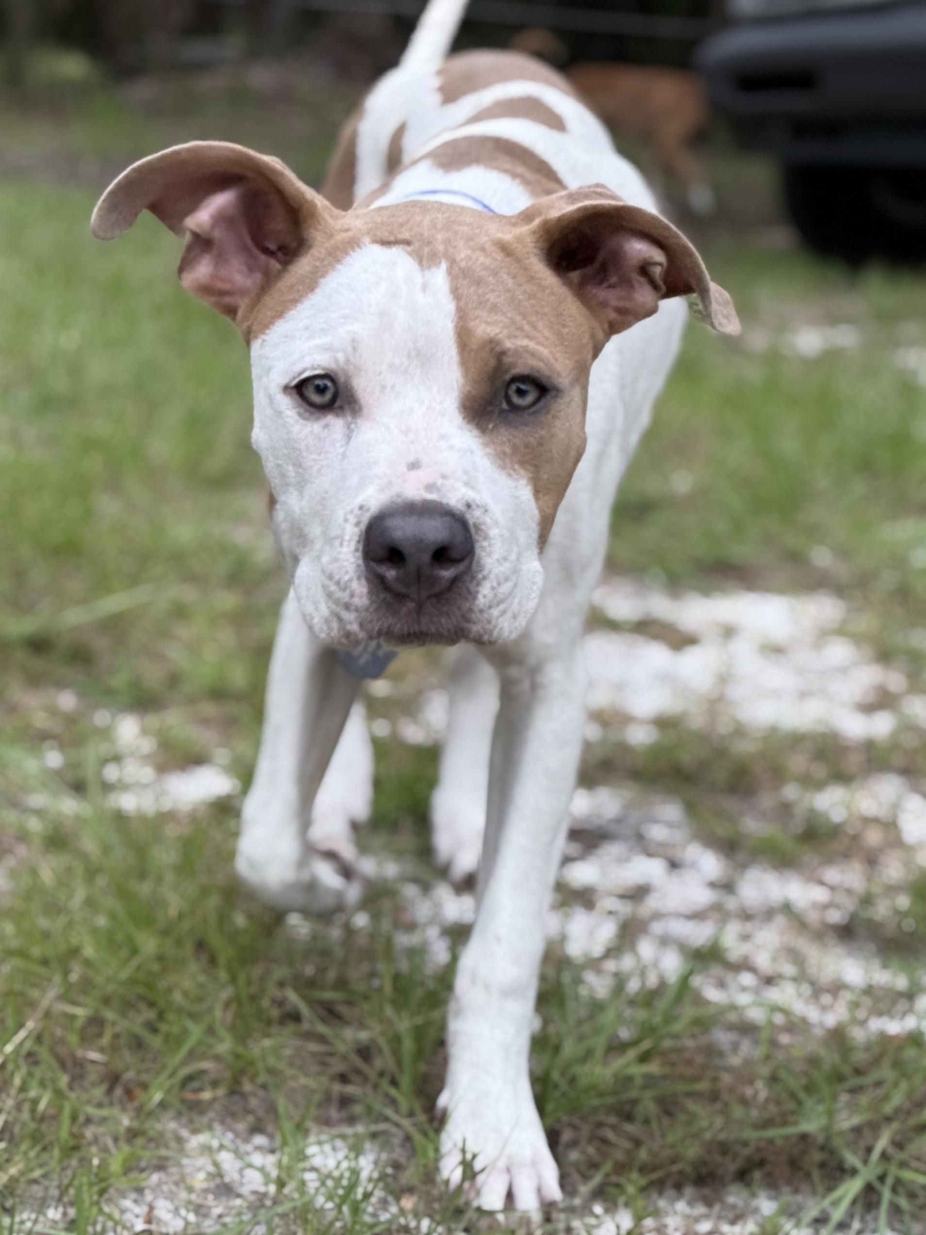 Enlarge Dutch, a Adopted American Staffordshire Terrier in Deltona, FL image 1/5
