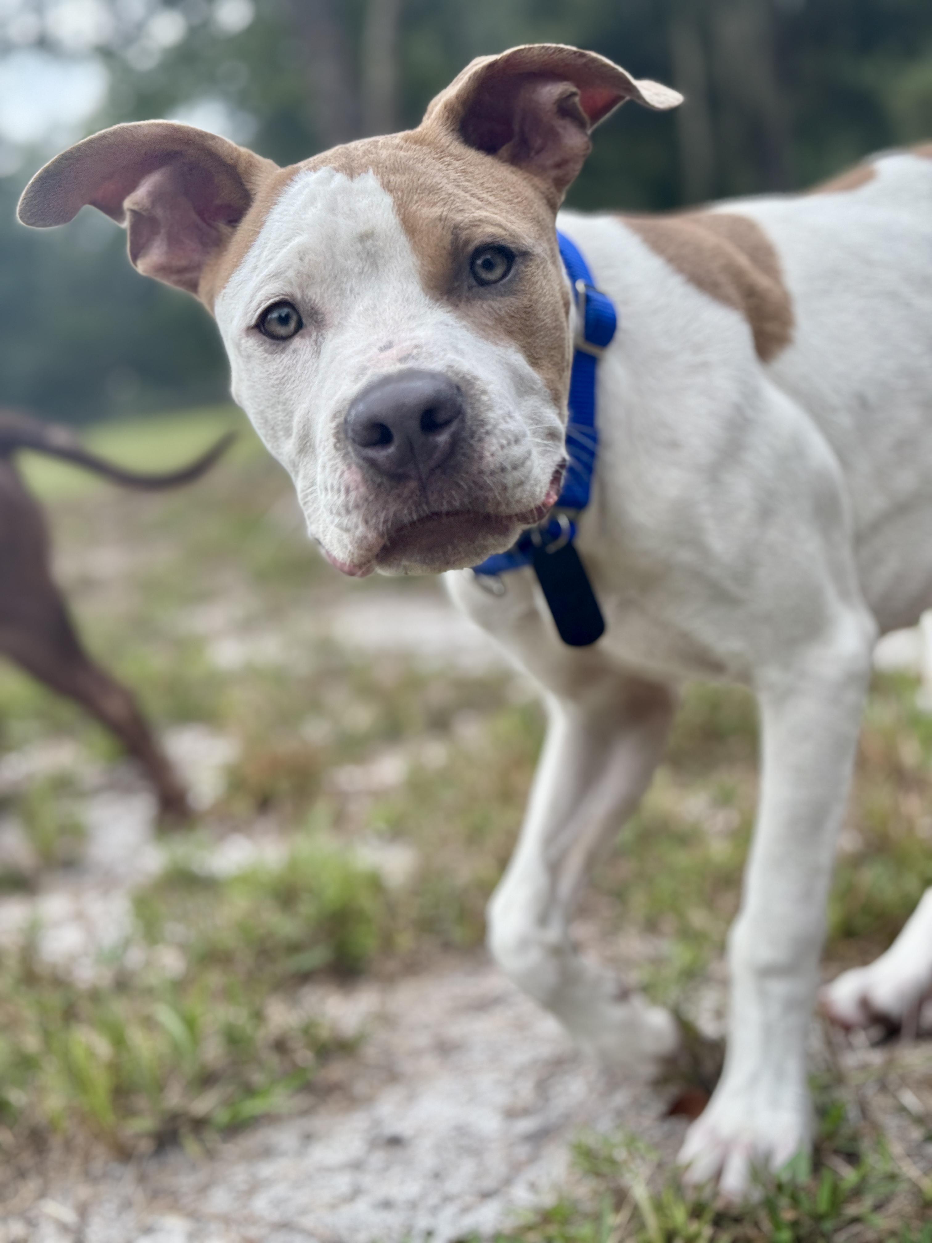 Enlarge Dutch, a Adopted American Staffordshire Terrier in Deltona, FL image 2/5