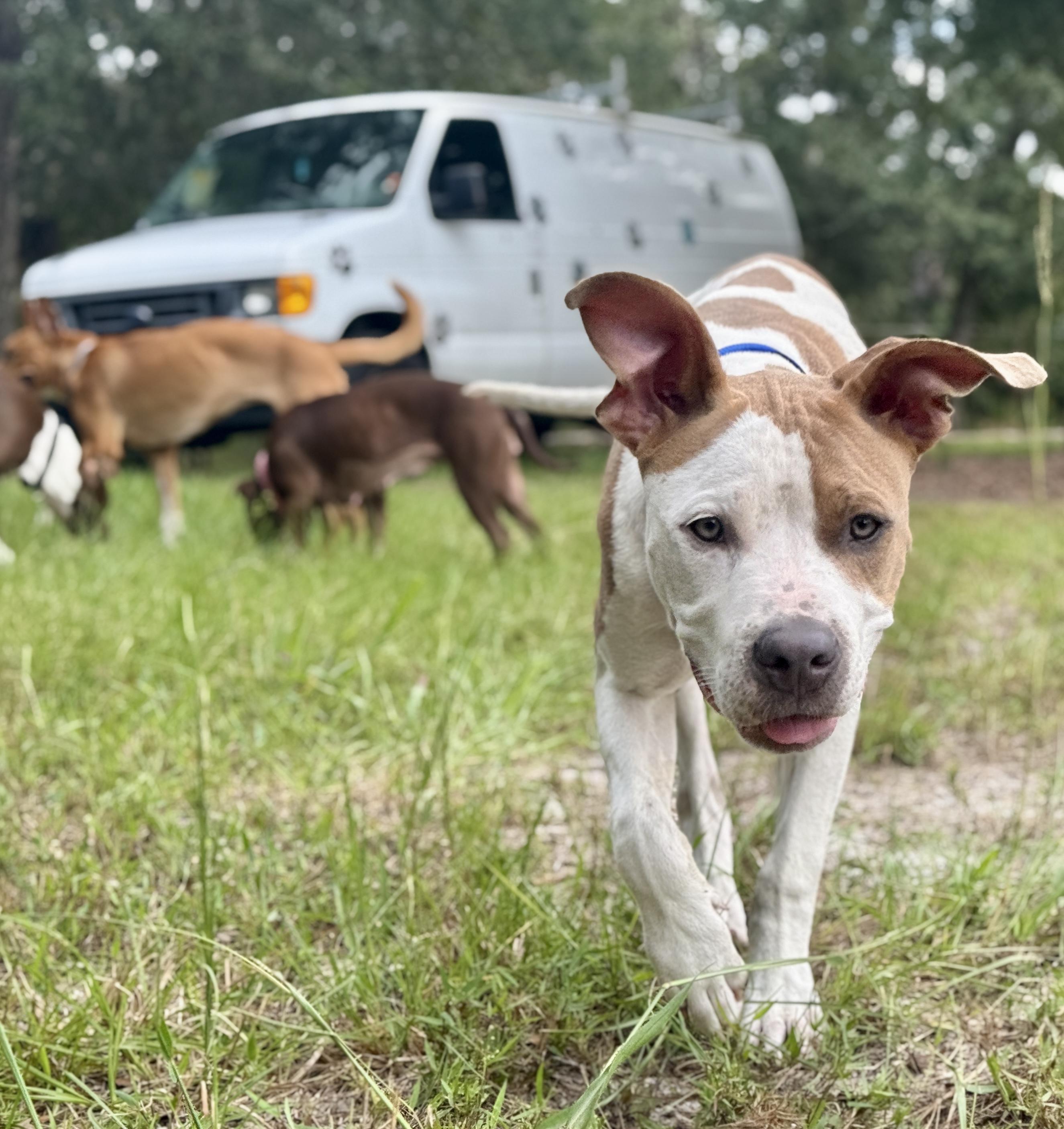 Enlarge Dutch, a Adopted American Staffordshire Terrier in Deltona, FL image 3/5