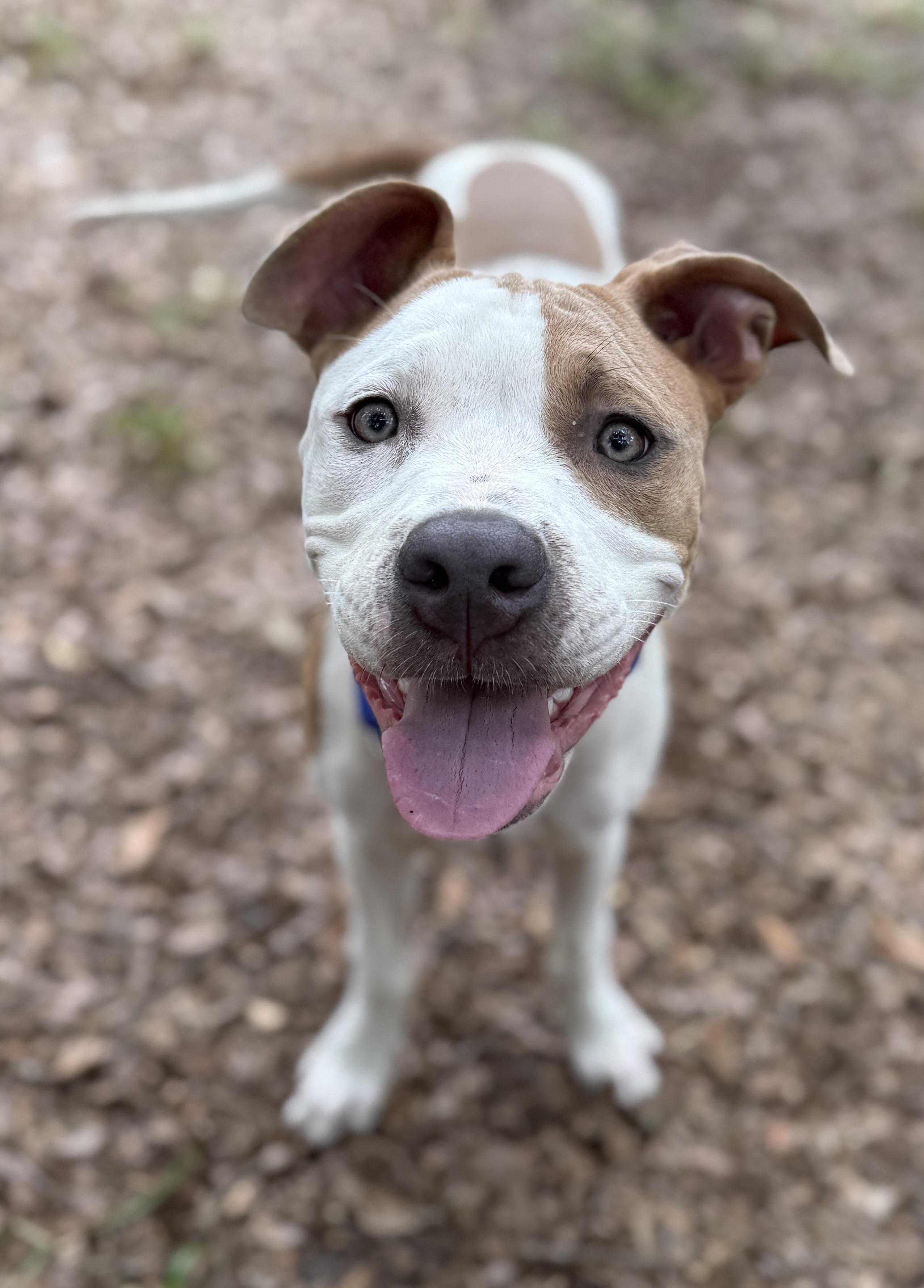 Enlarge Dutch, a Adopted American Staffordshire Terrier in Deltona, FL image 4/5