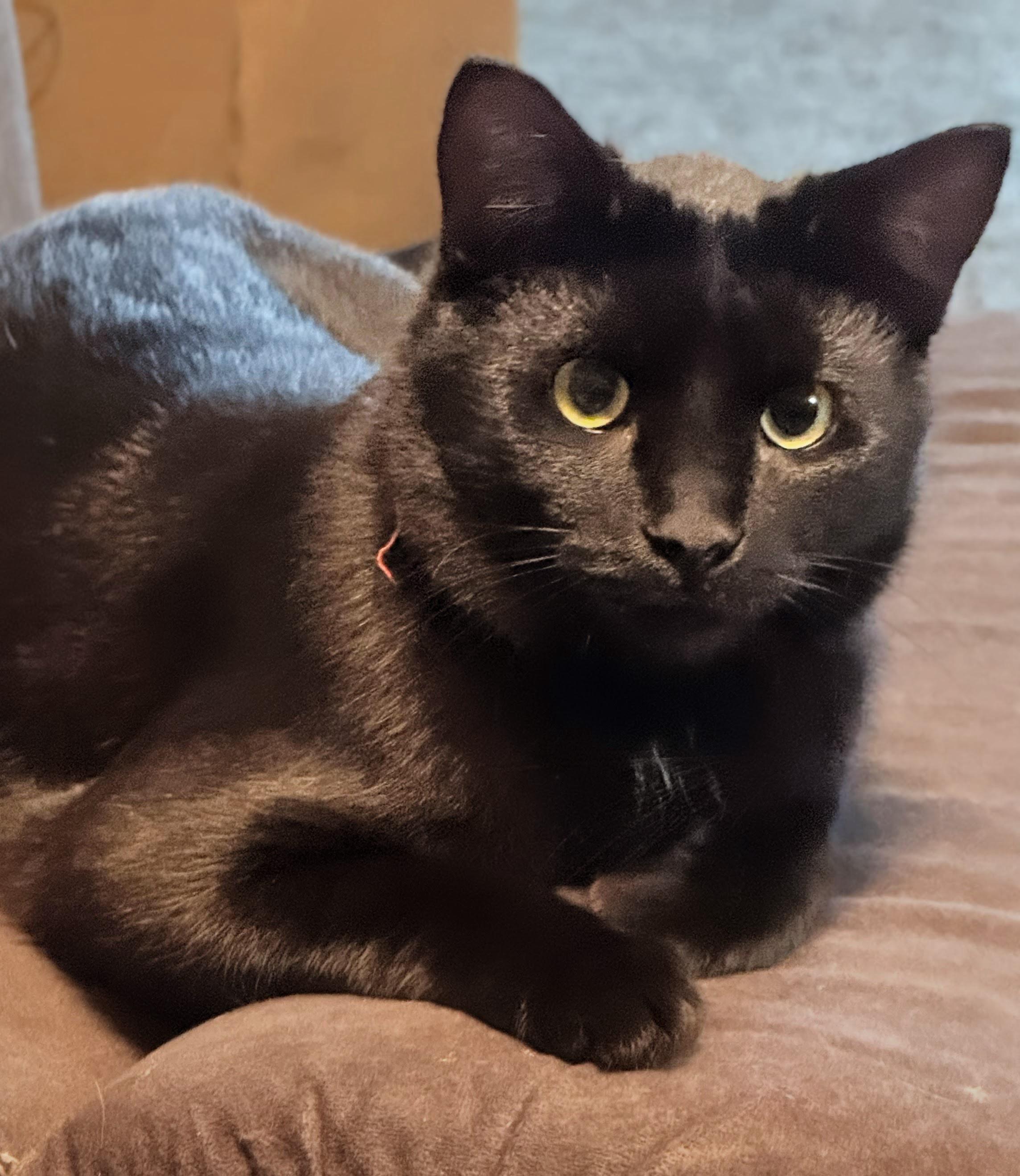 Enlarge Coal, a ADOPTABLE Domestic Short Hair in West Lafayette, IN image 1/1