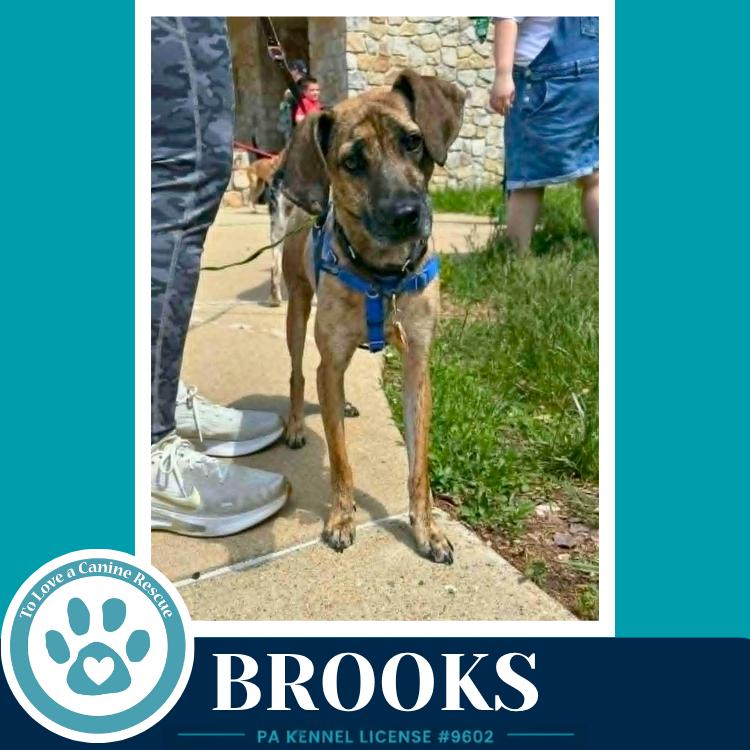 Enlarge Brooks 022126, a Adoptable mixed breed in Kimberton, PA image 1/6