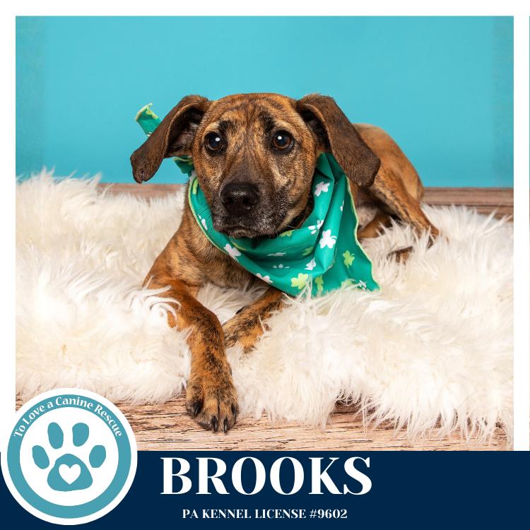 Brooks 022126, Adoptable, Young Male Hound & Mixed Breed.