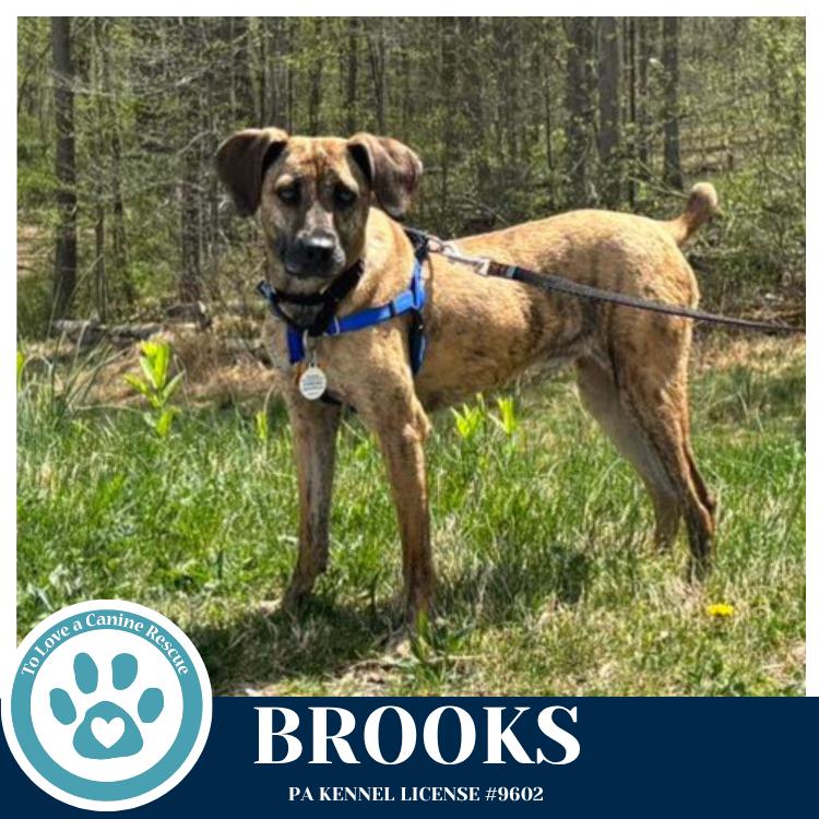 Enlarge Brooks 022126, a Adoptable mixed breed in Kimberton, PA image 2/6