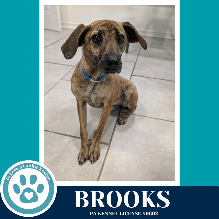 Enlarge Brooks 022126, a Adoptable mixed breed in Kimberton, PA image 2/6