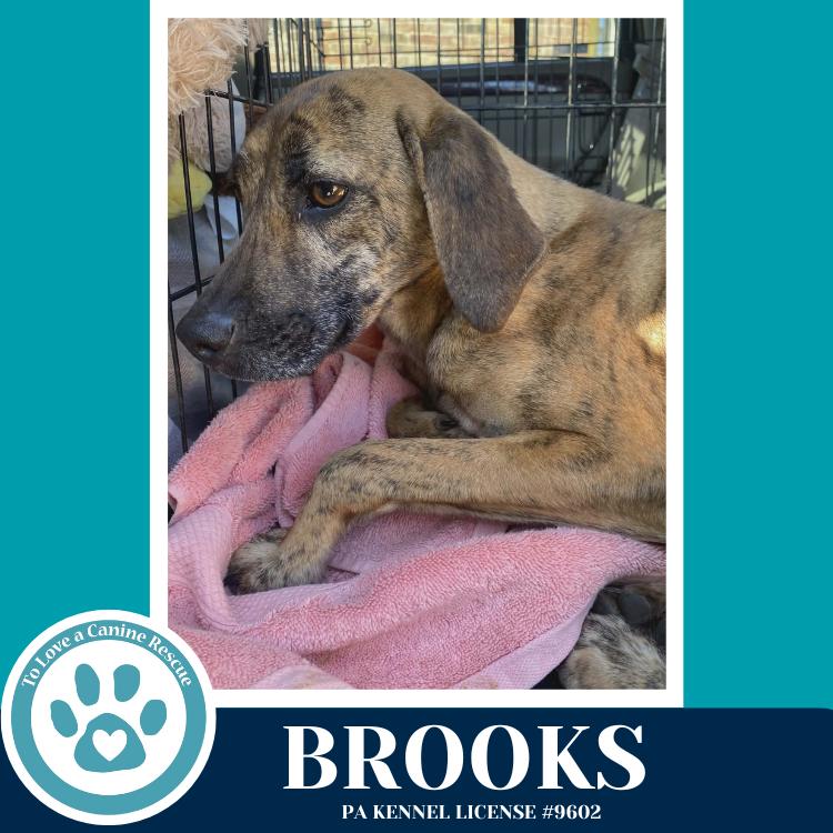 Enlarge Brooks 022126, a Adoptable mixed breed in Kimberton, PA image 3/6