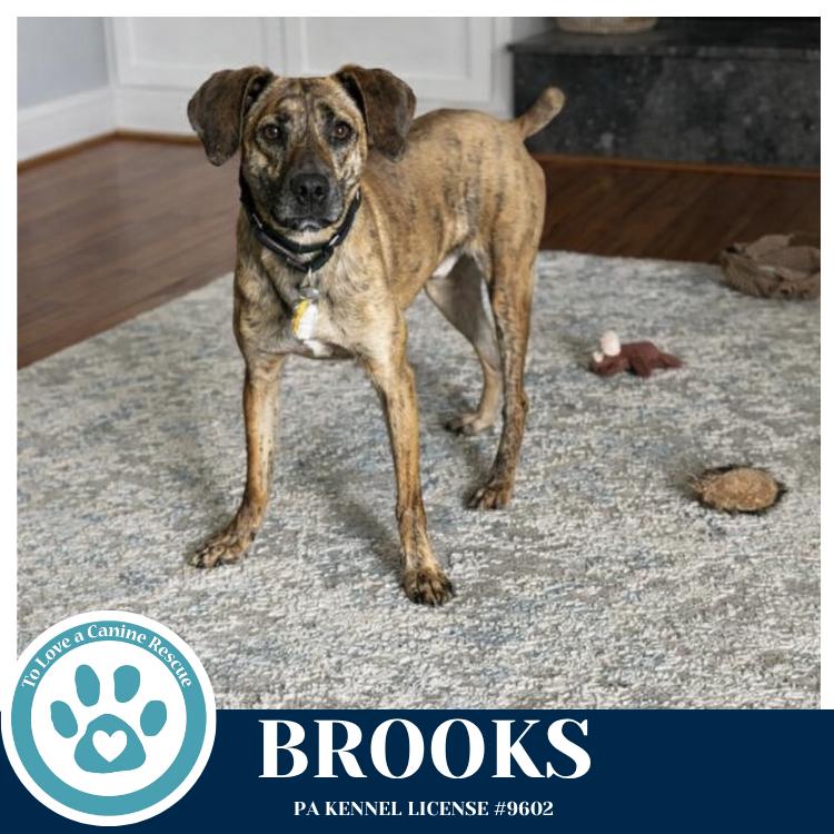 Enlarge Brooks 022126, a Adoptable mixed breed in Kimberton, PA image 4/6