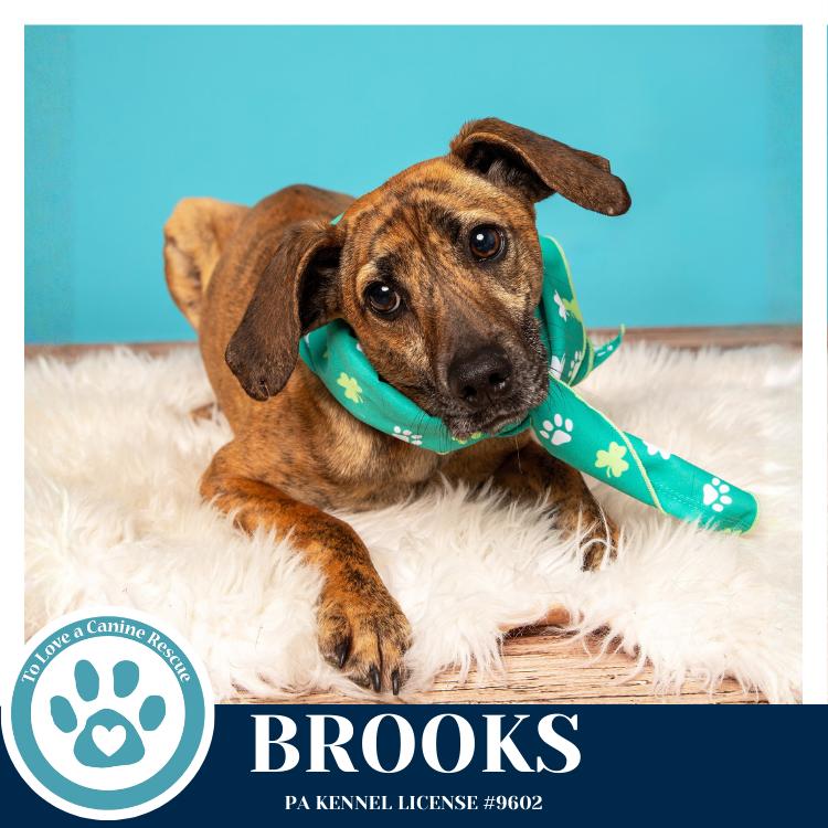 Enlarge Brooks 022126, a Adoptable mixed breed in Kimberton, PA image 5/6