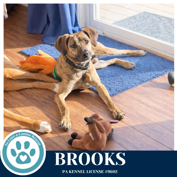 Enlarge Brooks 022126, a Adoptable mixed breed in Kimberton, PA image 6/6