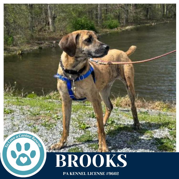 Enlarge Brooks 022126, a Adoptable mixed breed in Kimberton, PA image 5/6